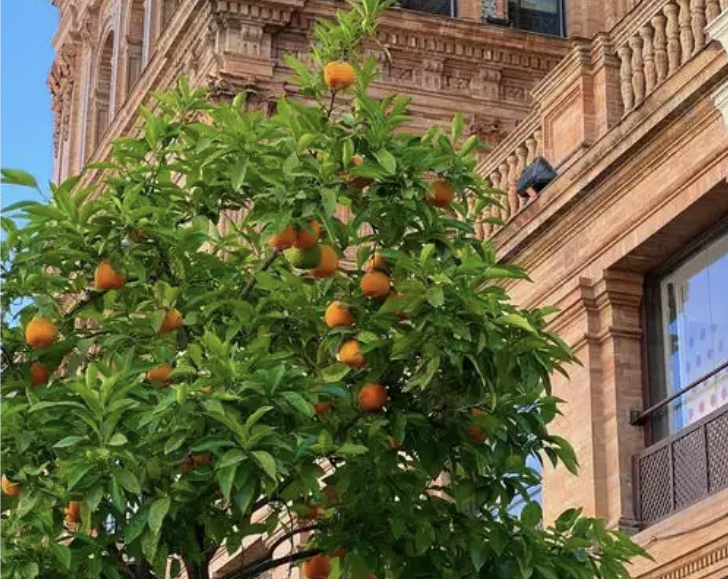 Naranjo con frutos maduros frente a un edificio de ladrillo con balcones